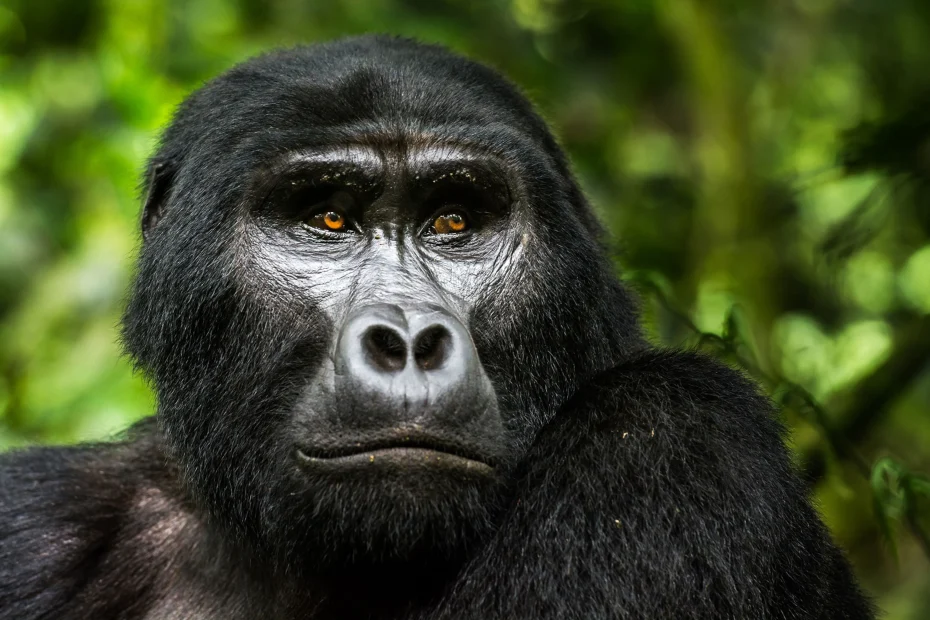 Gorilla Trekking Experience